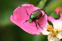 Japanese Beetles