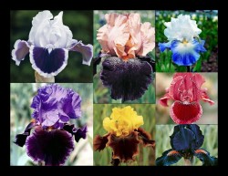Iris Varieties