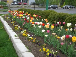 Colorful tulip garden