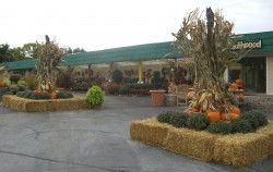 Fall harvest outdoor setup