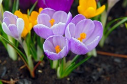 Purple Tulips