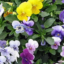 Purple pansies