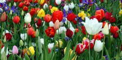 Colorful tulips