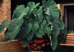 Elephant ears plant