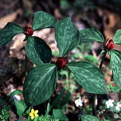 Woodland wildflower