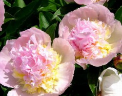 Raspberry Sundae Peonies