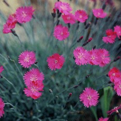 Magenta flowers