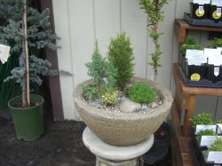 dwarf conifer