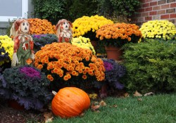 Yellow and Orange Mums