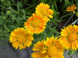 Yellow and orange flowers