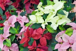 Poinsettia Party