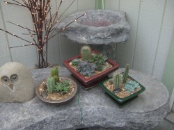 Succulents