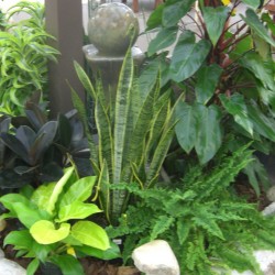 Tropical Houseplants