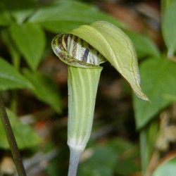 Perennial Wildflowers