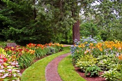 Garden Path through flowers