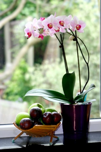 Potted orchids