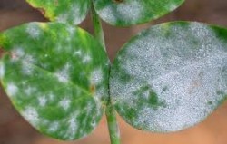 Fungus on Plants