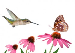 Hummingbird, butterfly, flowers