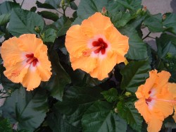 Orange Flowers