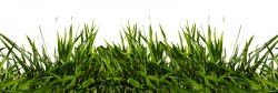 Image of grass