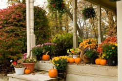 Mums and pumpkins on porch