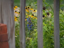 Wildflowers off a Deck