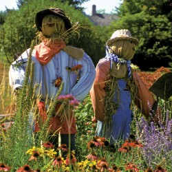 Scarecrows