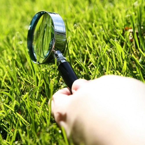 Magnifying glass over grass