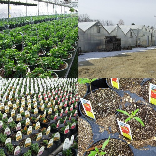 Photo grid of farm and greenhouse