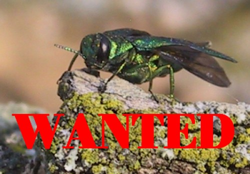 Emerald Ash Borer