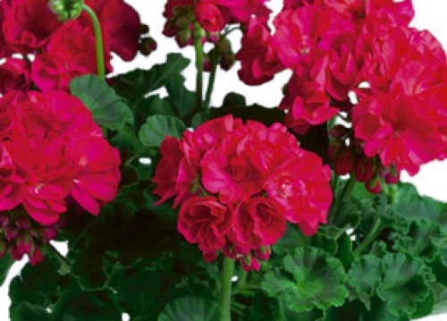 Magenta Geraniums