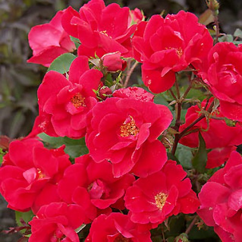 KnockOut Roses