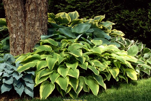 Hostas