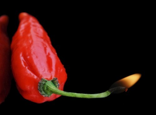 Bhut Jolokia Peppers