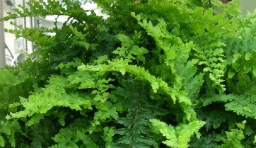 Ferns