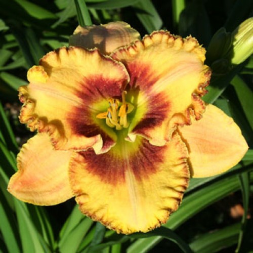 Mean Mr. Mustard' Trophytaker daylily