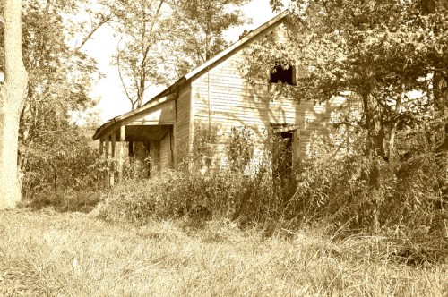 Overgrown garden