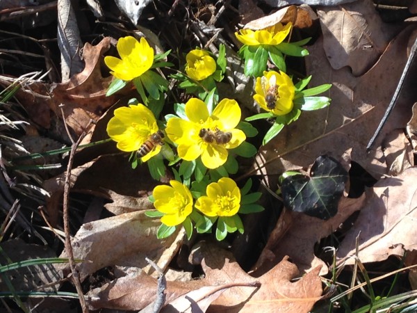 Yellow Flowers