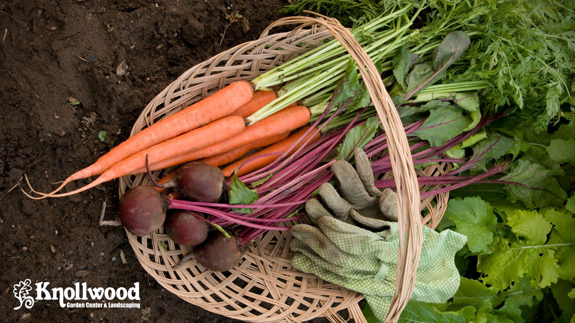 The Beginner’s Guide to Fall Vegetable Gardening in USDA Zone 6