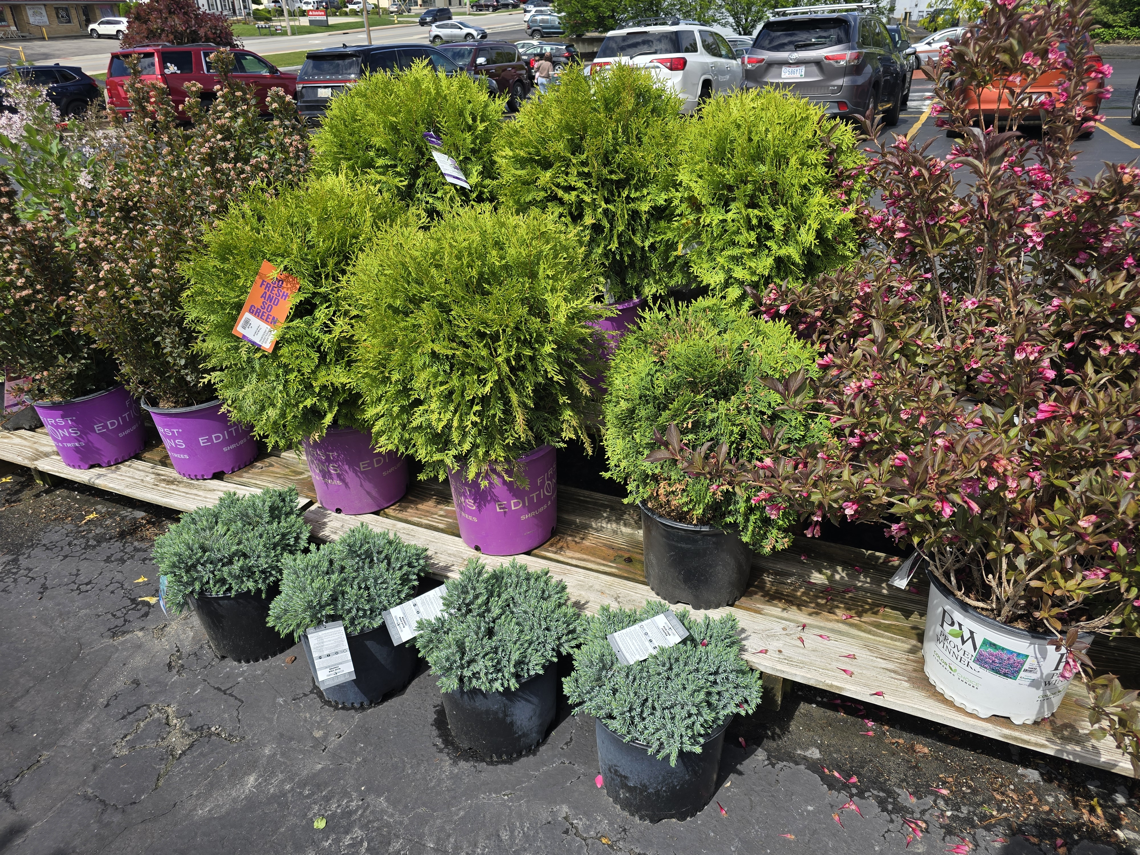 potted plants for sale in a row 