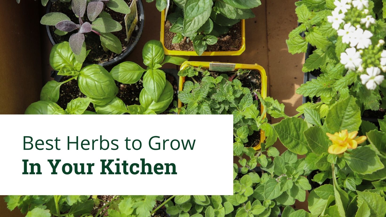 Best Herbs to Grow in Your Kitchen | Knollwood Gardens Center