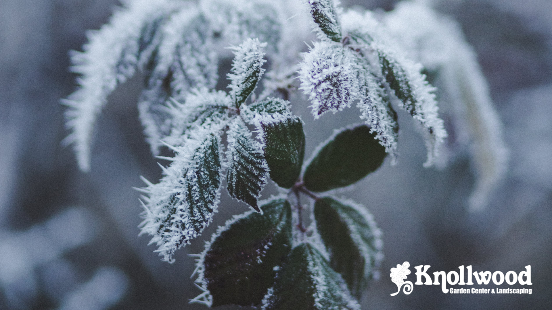 Winterizing Your Garden: A Complete Guide | Knollwood Garden