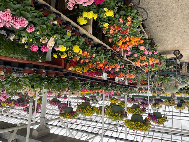 blooming flowers for sale on shelves in a garden center