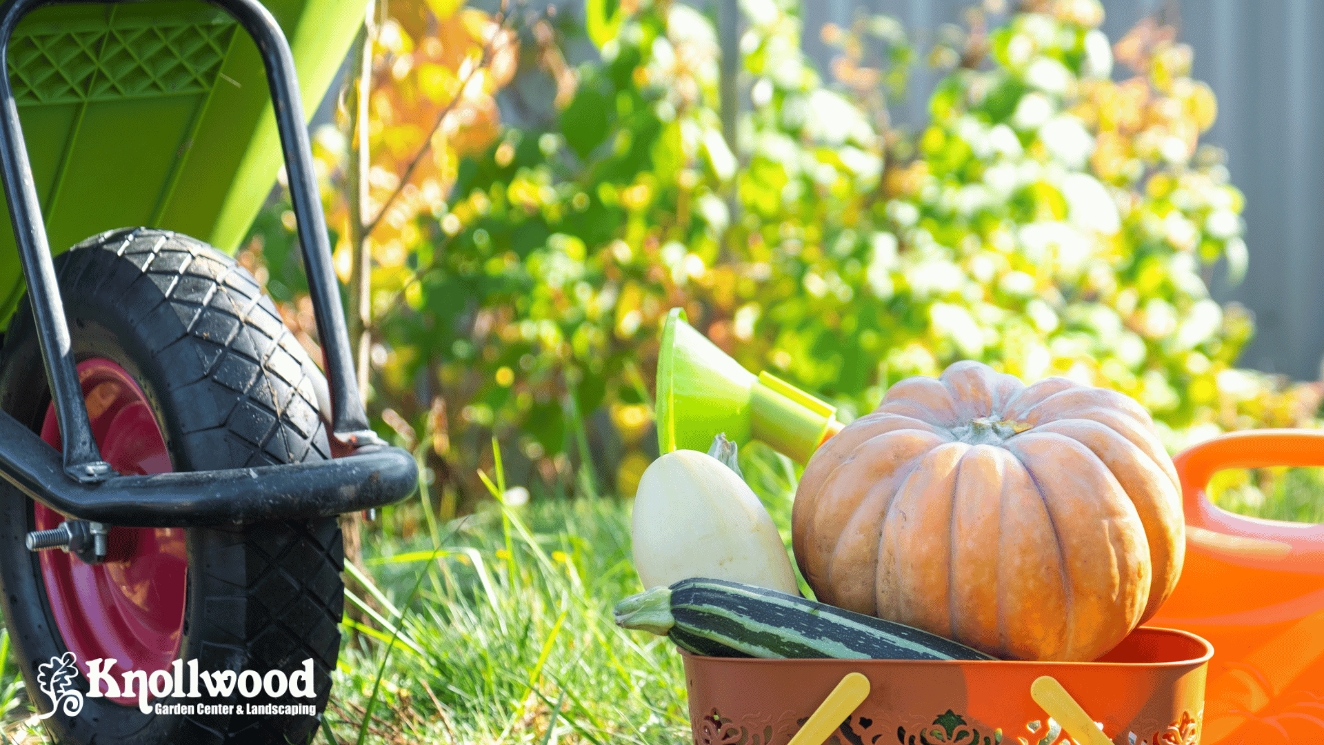 fall vegetables next to a wheelbarrow