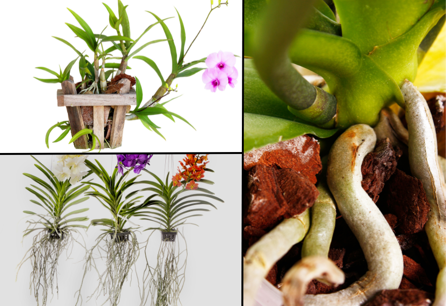 Orchid Roots Silver The Language of Orchids: A Care Guide for Every Grower