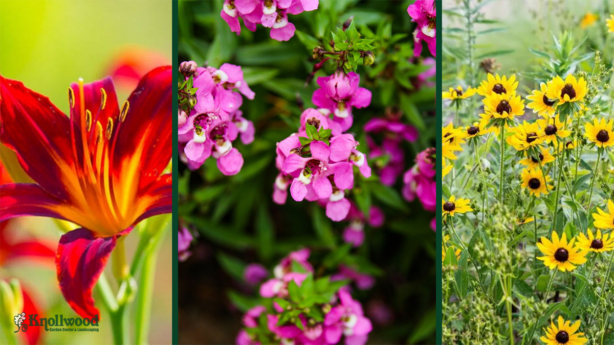 3 different main types of flowers. 