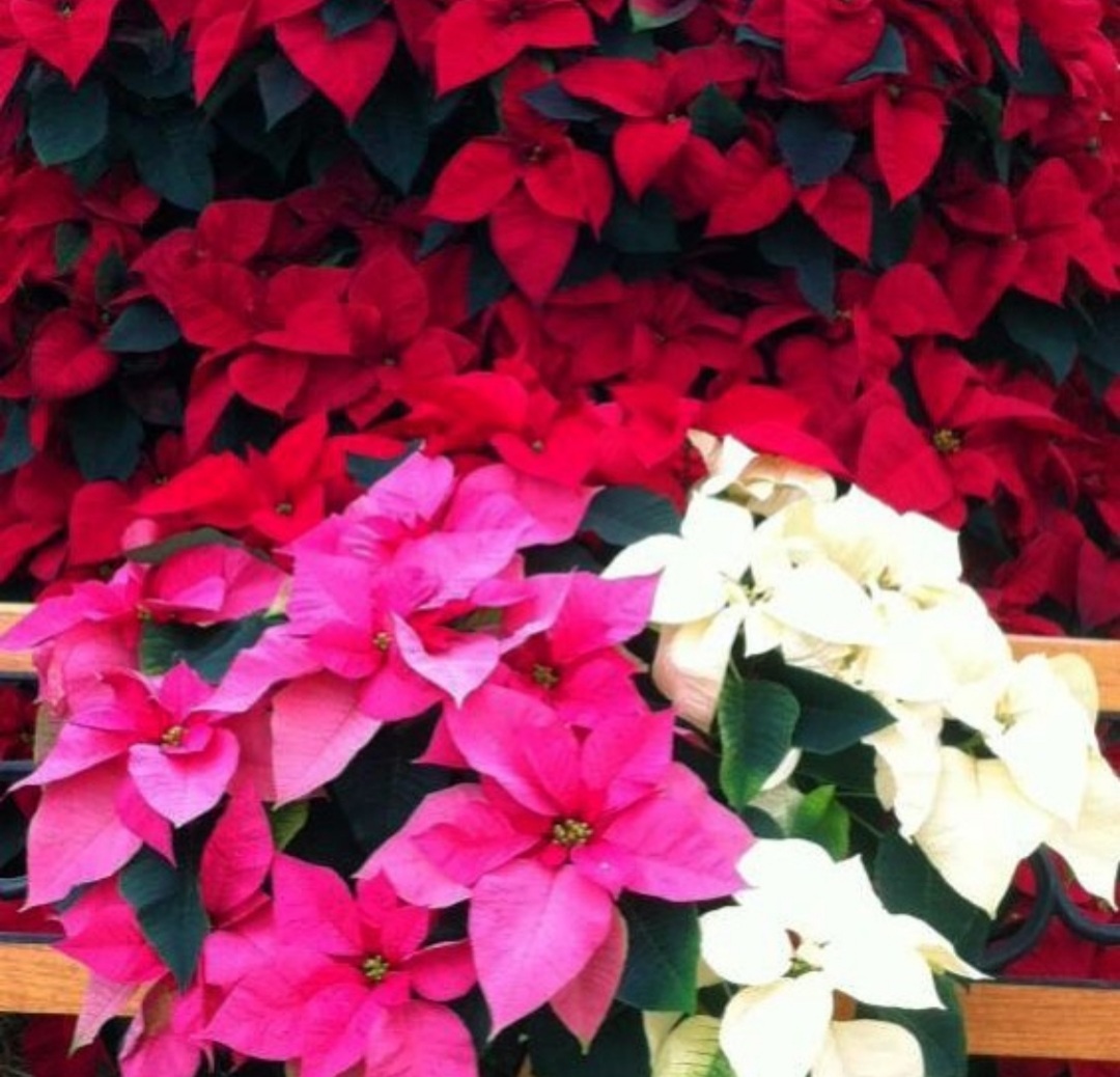 Poinsettias 