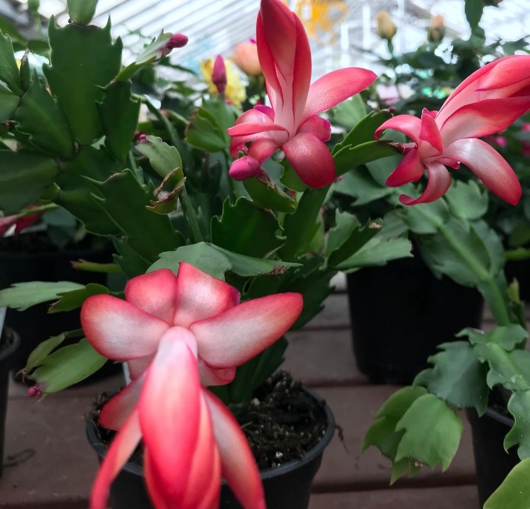 Christmas Cactus 