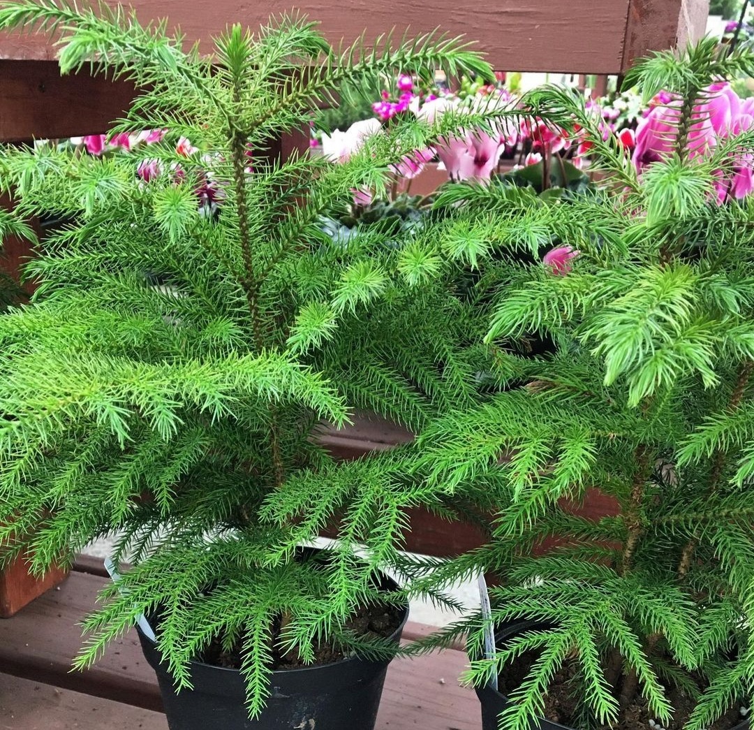 Norfolk Pine Tree 