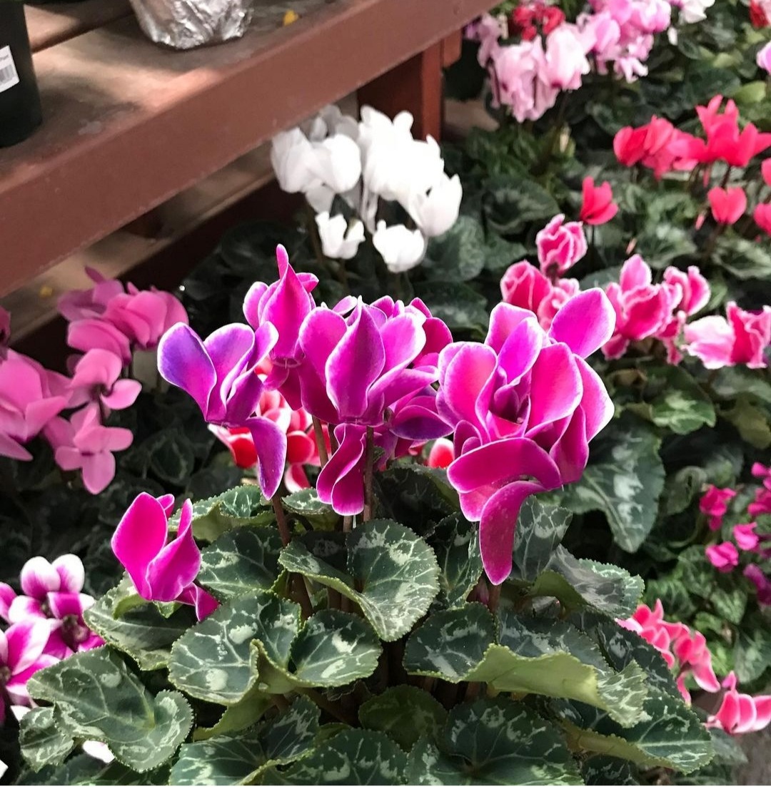 Cyclamen 